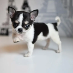 Cachorro Chihuahua