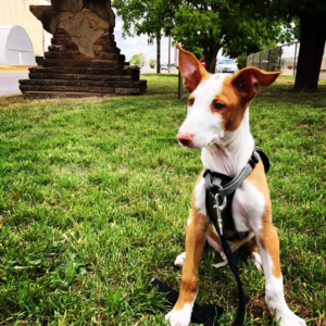 Cachorro Ibiza hound