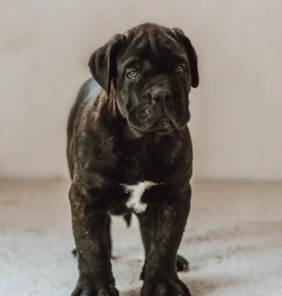 Cachorro Cane Corso