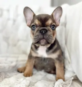 Cachorro Bulldog francés