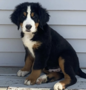 Cachorro Boyero de Berna