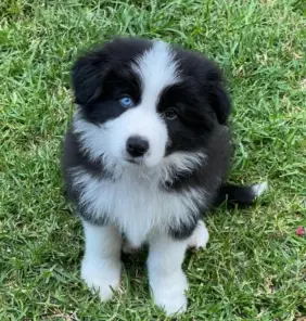 Cachorro Border Collie
