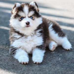 Cachorros Pomsky
