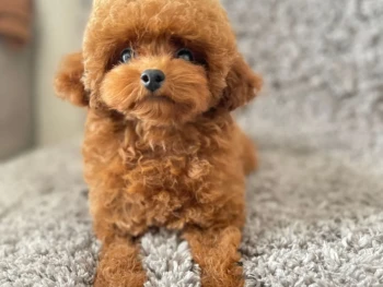 {{brizy_dc_image_alt entityId=