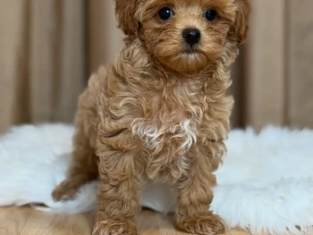 {{brizy_dc_image_alt entityId=