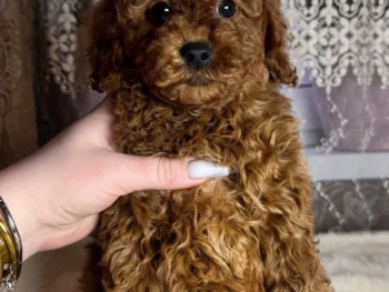 {{brizy_dc_image_alt entityId=