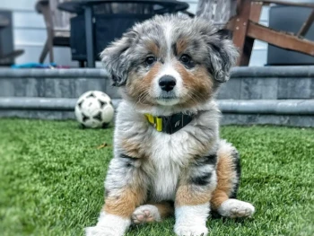 {{brizy_dc_image_alt entityId=