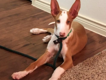 {{brizy_dc_image_alt entityId=