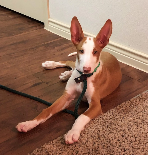 {{brizy_dc_image_alt entityId=