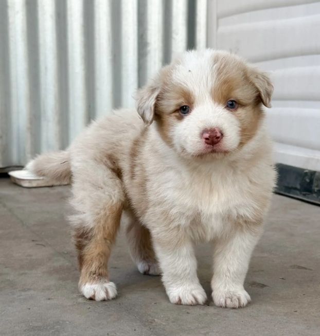 {{brizy_dc_image_alt entityId=