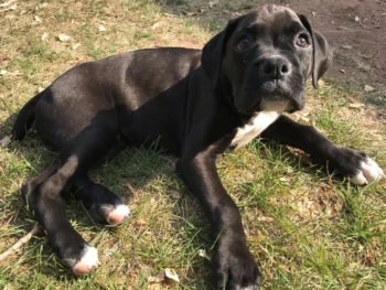 {{brizy_dc_image_alt entityId=