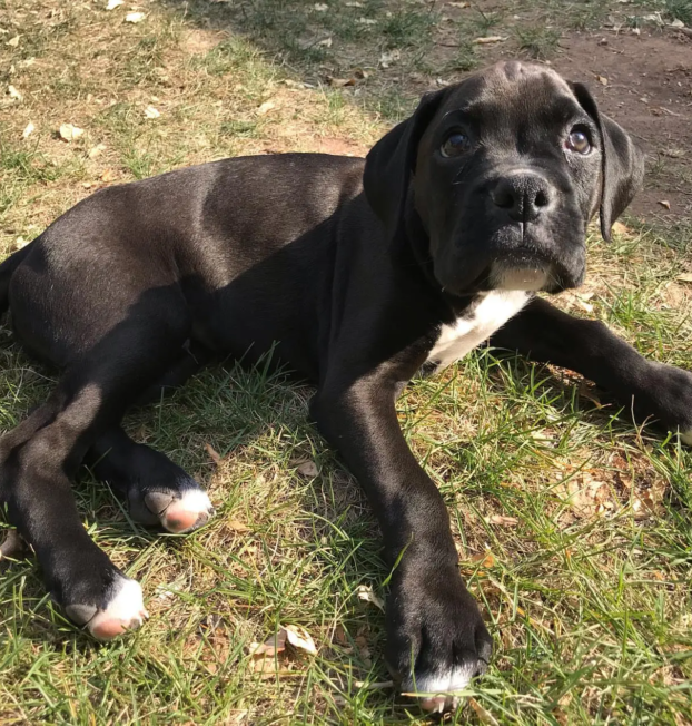 {{brizy_dc_image_alt entityId=