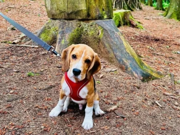 {{brizy_dc_image_alt entityId=