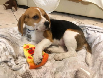 {{brizy_dc_image_alt entityId=