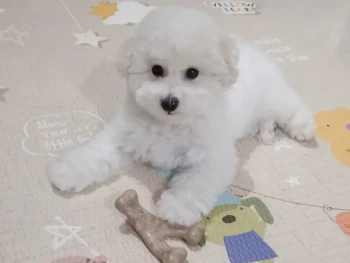 {{brizy_dc_image_alt entityId=