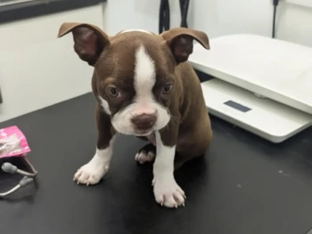 {{brizy_dc_image_alt entityId=