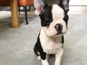 {{brizy_dc_image_alt entityId=