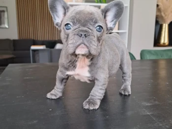 {{brizy_dc_image_alt entityId=