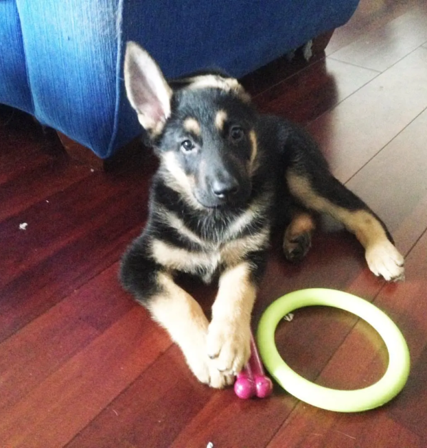 {{brizy_dc_image_alt entityId=