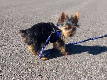 {{brizy_dc_image_alt entityId=