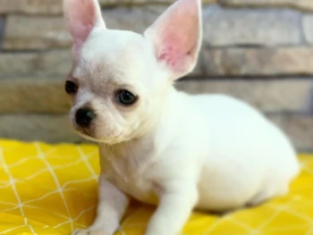 {{brizy_dc_image_alt entityId=