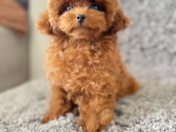 {{brizy_dc_image_alt entityId=