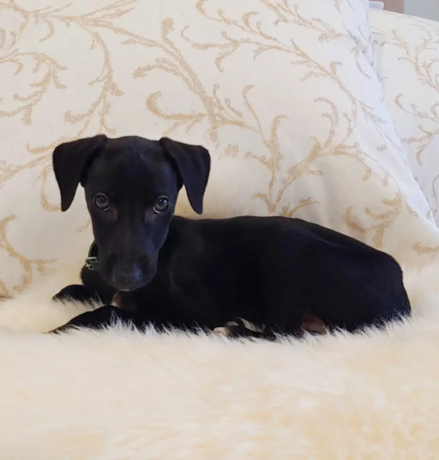 {{brizy_dc_image_alt entityId=