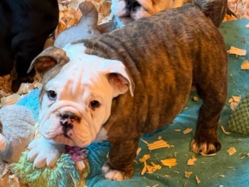 {{brizy_dc_image_alt entityId=