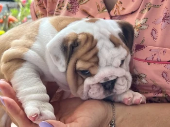 {{brizy_dc_image_alt entityId=