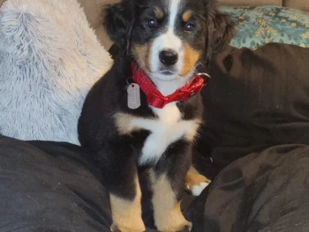 {{brizy_dc_image_alt entityId=