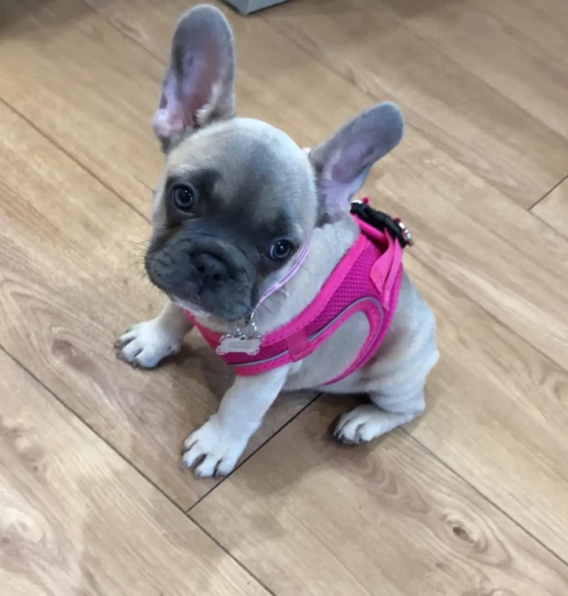 {{brizy_dc_image_alt entityId=