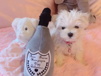 {{brizy_dc_image_alt entityId=