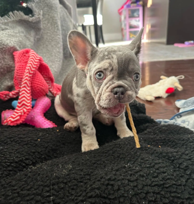 {{brizy_dc_image_alt entityId=