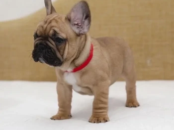 {{brizy_dc_image_alt entityId=