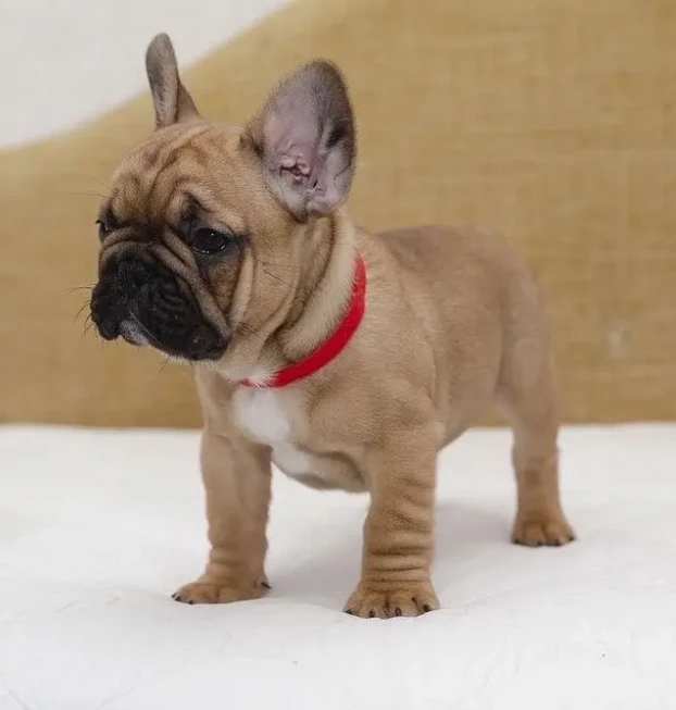 {{brizy_dc_image_alt entityId=