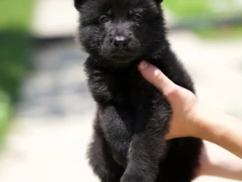 {{brizy_dc_image_alt entityId=