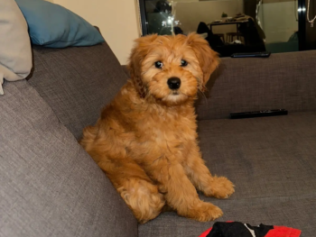 {{brizy_dc_image_alt entityId=