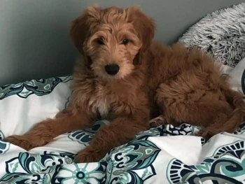 {{brizy_dc_image_alt entityId=