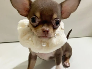 {{brizy_dc_image_alt entityId=