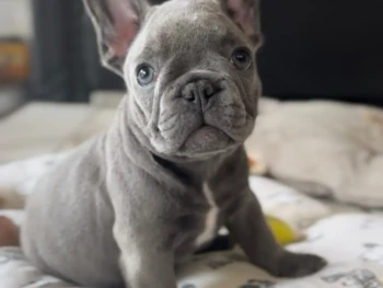 {{brizy_dc_image_alt entityId=