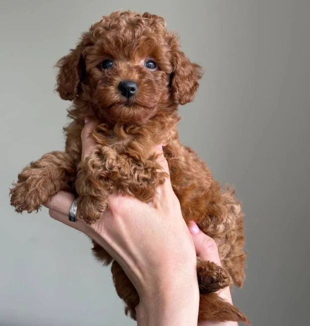 {{brizy_dc_image_alt entityId=