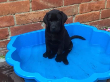 {{brizy_dc_image_alt entityId=