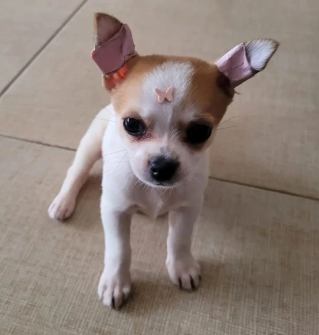 {{brizy_dc_image_alt entityId=