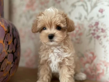 {{brizy_dc_image_alt entityId=