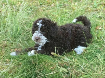 {{brizy_dc_image_alt entityId=