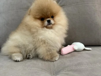 {{brizy_dc_image_alt entityId=