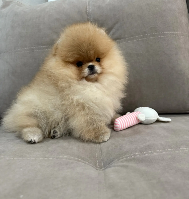 {{brizy_dc_image_alt entityId=