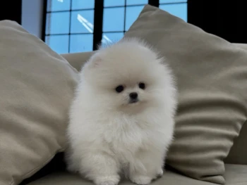 {{brizy_dc_image_alt entityId=