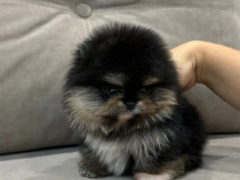 {{brizy_dc_image_alt entityId=