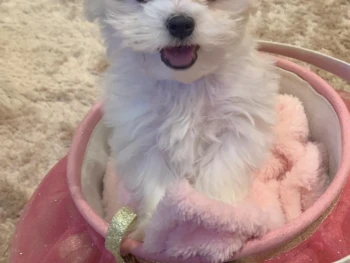 {{brizy_dc_image_alt entityId=